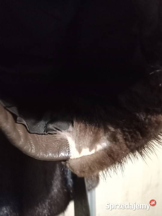 Futro kurtka skóra i Norki