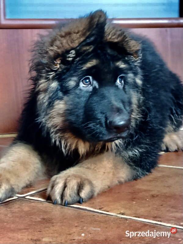 Owczarek niemiecki długowłosy potężny szczeniak Klimontów sprzedam