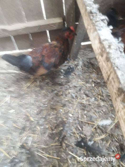 Kogutki czubatki staropolskiej zielononżki Czarnocin sprzedam