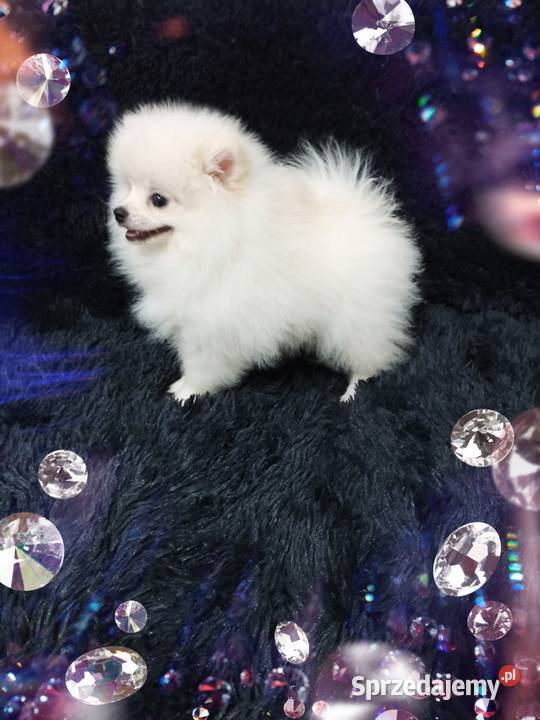 Marley White Boy Do odbioru POMERANIAN Rodowód Opole