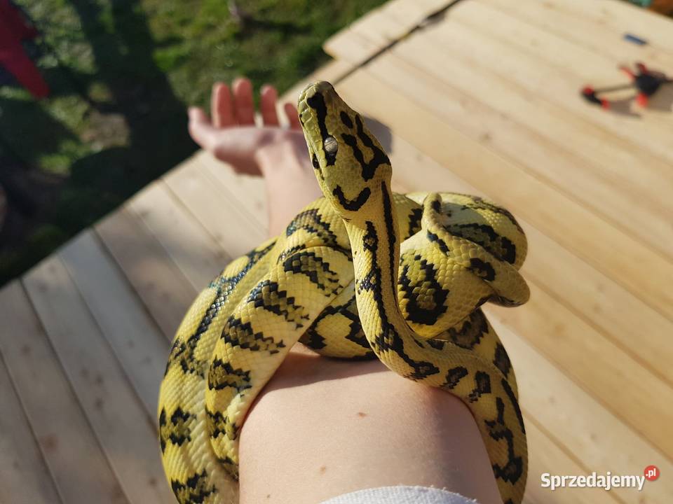 Pyton Dywanowy Morelia Spilota Jungle Jaguar Warszawa