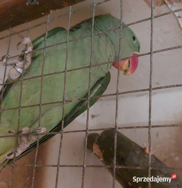 Aleksandretta wielka małopolskie Łużna