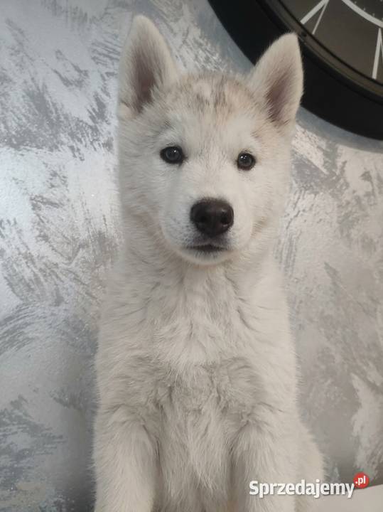 Suczka Siberian Husky brazowooka ZKwP Breń Osuchowski