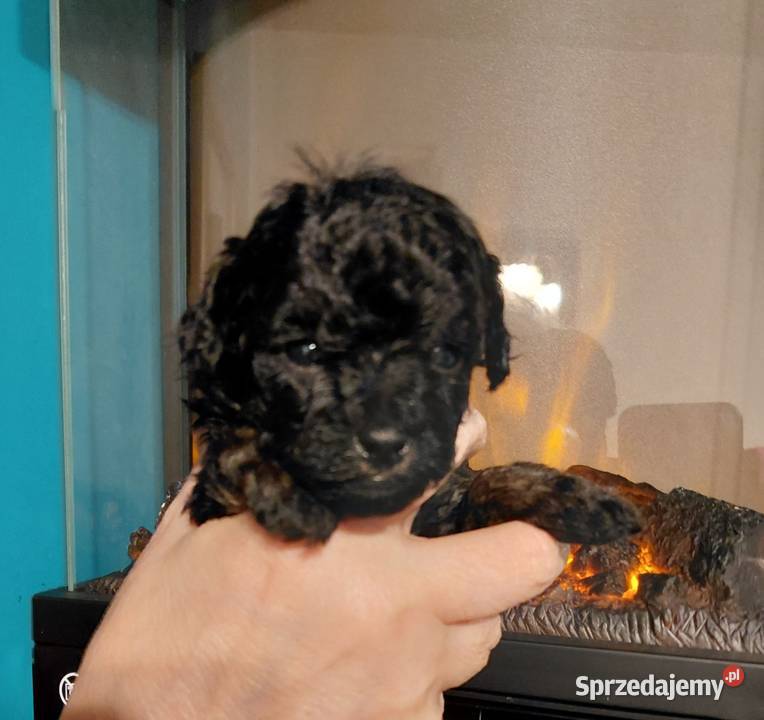 Pudel toy suczka phantom Wyszków sprzedam