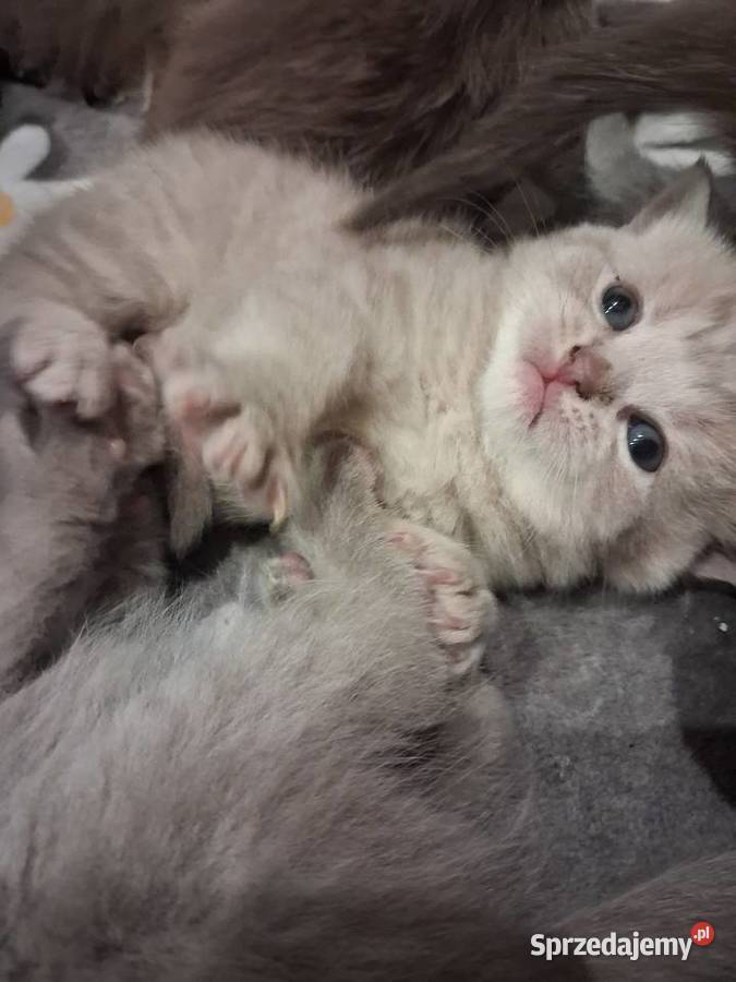 Kotki brytyjskie krótko wlose