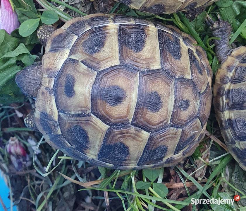Żółw grecki Gady i płazy Jaworzno sprzedam