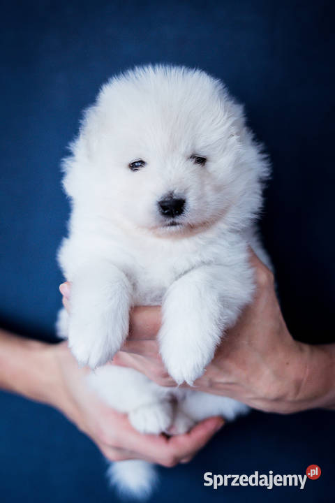 Szczeniaki Samoyed ZKwPFCI championach łódzkie Łódź