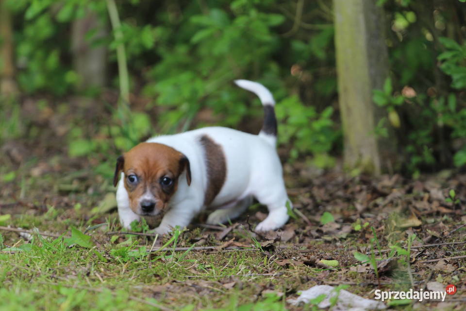 Piesek Jack Russell Terrier krótkowłosy Tarnów