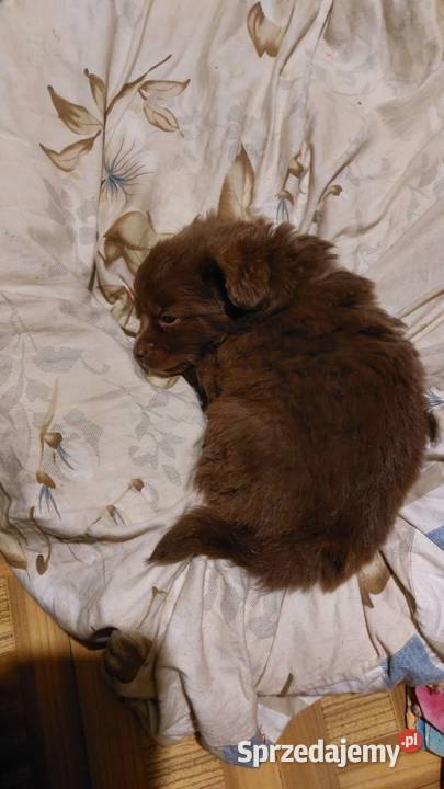 Yorkiepoo szczeniaki Warszawy gotowe do zmiany Płońsk sprzedam