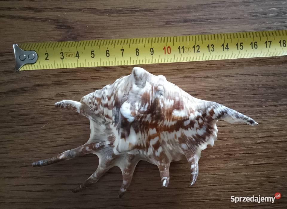 Muszla lambis 15 kujawsko-pomorskie Nakło nad Notecią