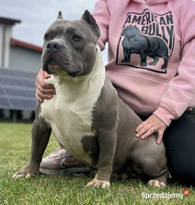 American Bully piesek ABKC Koło