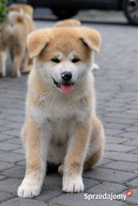 Akita Inu akita japońska szczeniaki zkwp FCI Akita śląskie Częstochowa