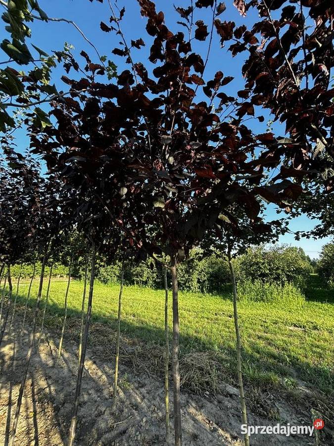 Drzewa alejowe lipa głóg śliwa brzoza klon grab Sompolno
