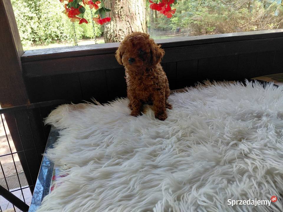 Pudel toy red brown pochodzenie Chiny sprzedam