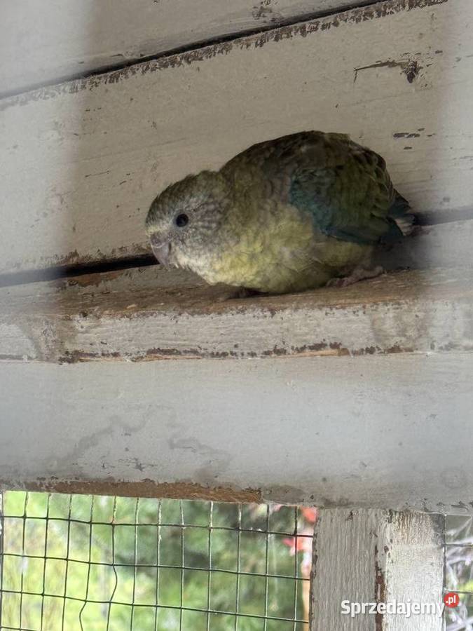 Para lęgowa Jarosław sprzedam