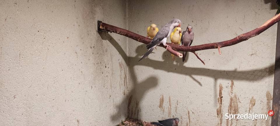 Sprzedam papugi sprzedam