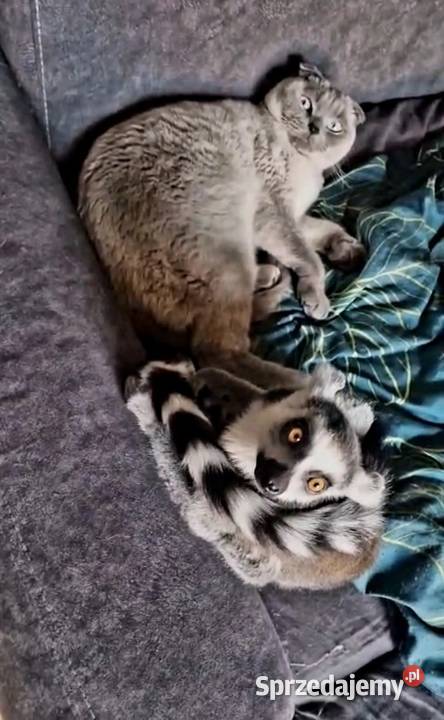 Sprzedam młode Lemury Katta Lemur catta oswojone