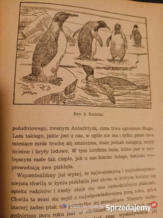 Obrazki z życia ptaków w zimie Sokołowski Warszawa