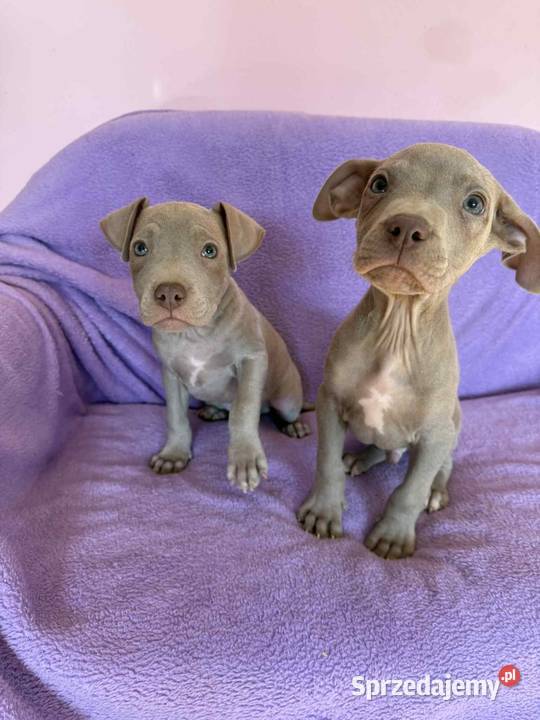 American Pit Bull silverfawn pitbull Sieradz sprzedam