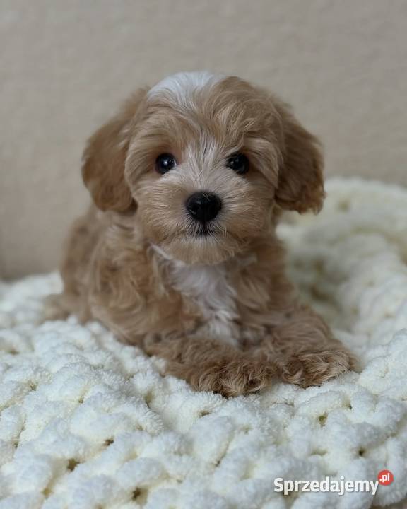 Maltipoo mini Kraków