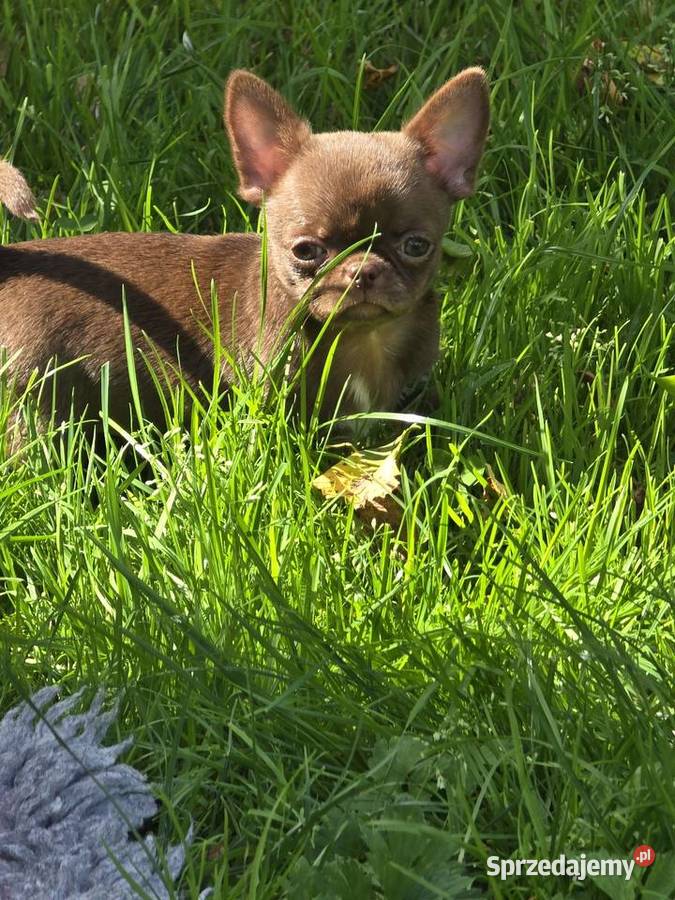 Chihuahua Czekoladowy XXS Zwierzęta Bielsko-Biała sprzedam