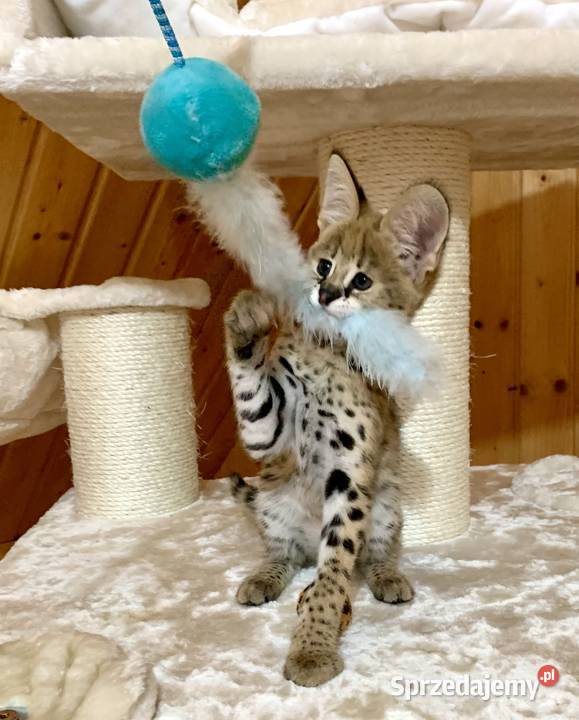 Serwal Afrykański Serval karmiony butelką śląskie Czerwionka-Leszczyny