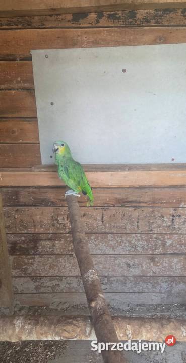 Amazonka modro brewa Tymowa