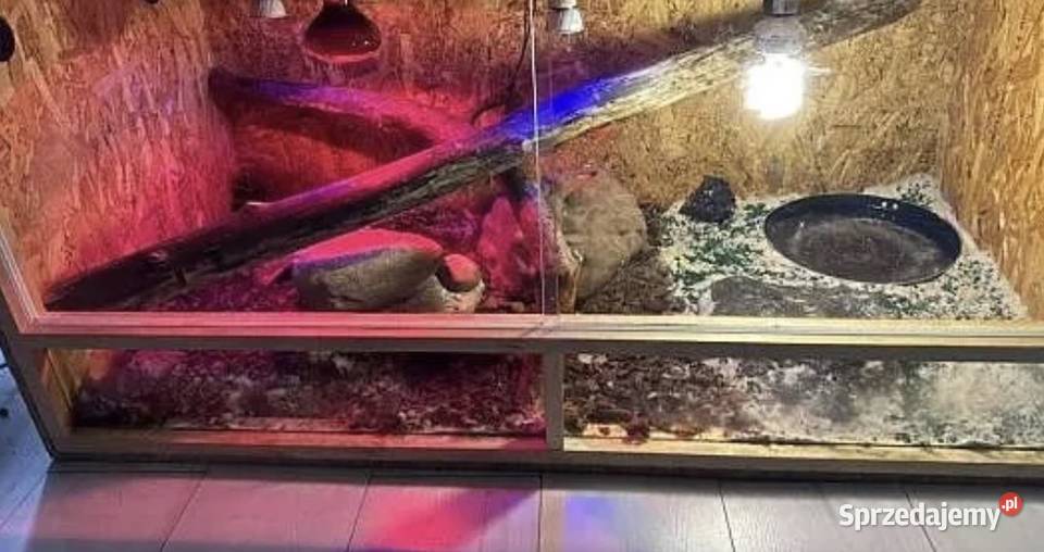 Waran nilowy 6 miesięczny plus terrarium papiery