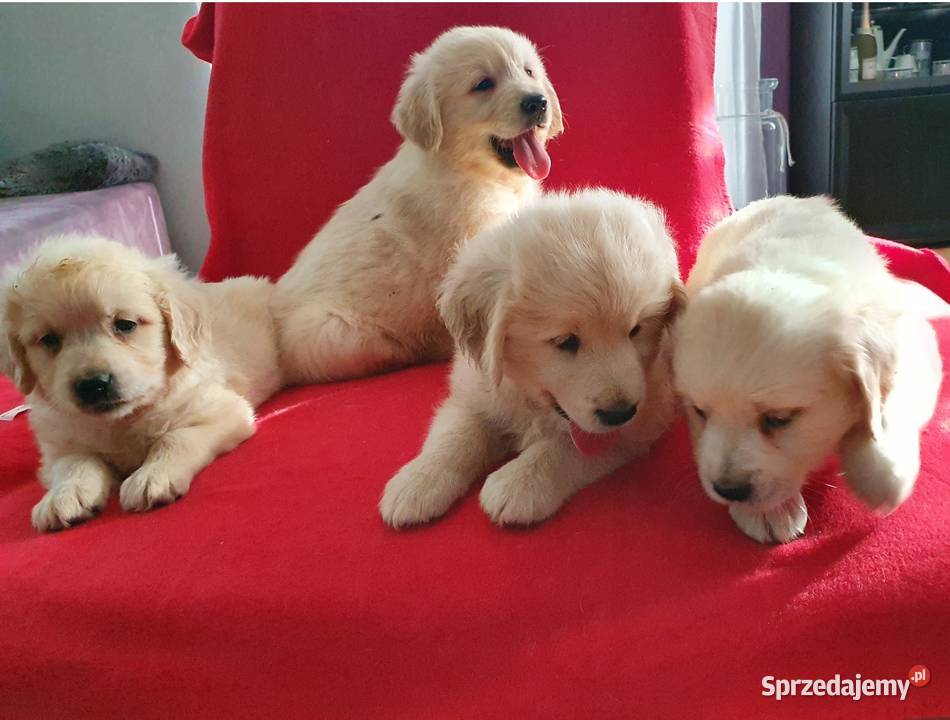 ŚLICZNE PIESKI GOLDUSIE Stary Broniszew