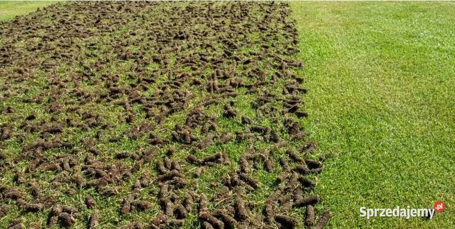 Aeracja piaskowanie wertykulacja trawnika usługi Pielęgnacja ogrodów i trawników