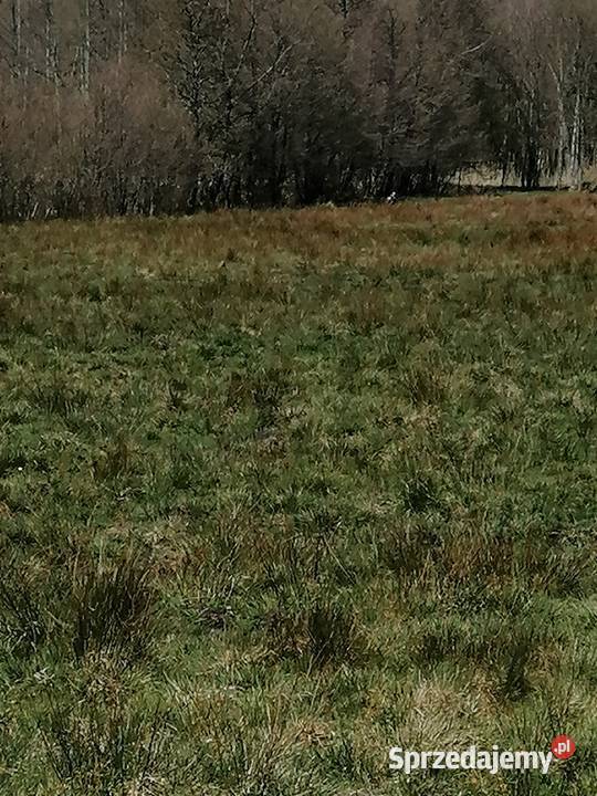 grunty sprzedam Izbica