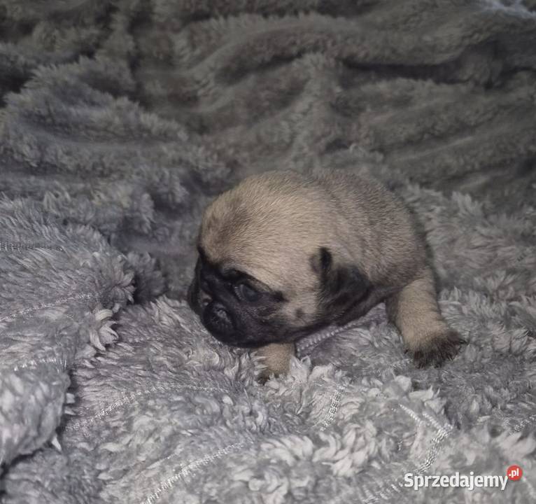 Mops szczeniak sunia dziewczynka Wrocław