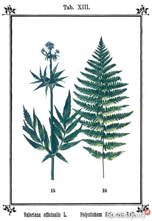 Ks SKNEIPP ZIELNIK Atlas roślin leczniczych Wyd Książki naukowe i popularnonaukowe Kozienice