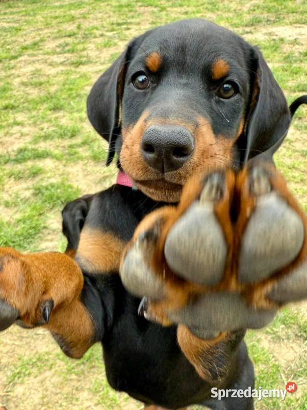 Szczenięta dobermana Championie z doskonałym Doberman lubelskie Lublin sprzedam