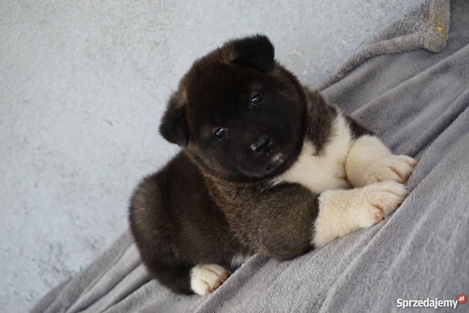 Akita Amerykańska FCI ZKWP