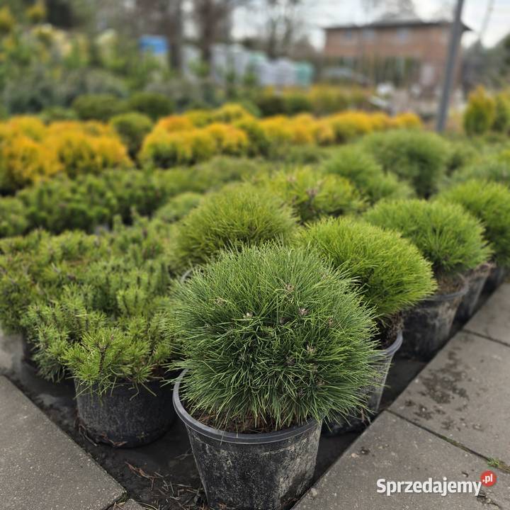 Thuja Yellow Ribbon 140 160 PRODUCENT Rydzyny