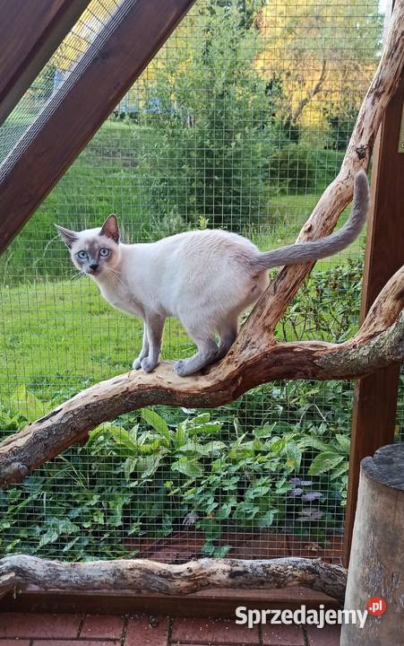 Kot tonkijski kocięta tonkijskie syjamski dolnośląskie Jelenia Góra