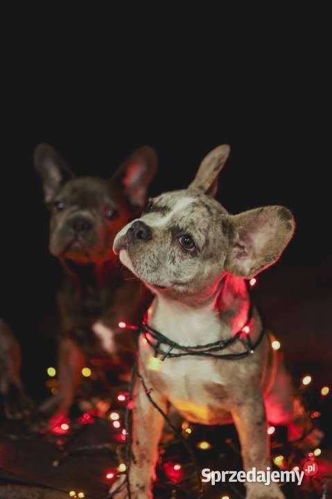 Francuskie buldogi blue i merle Przyszowice sprzedam