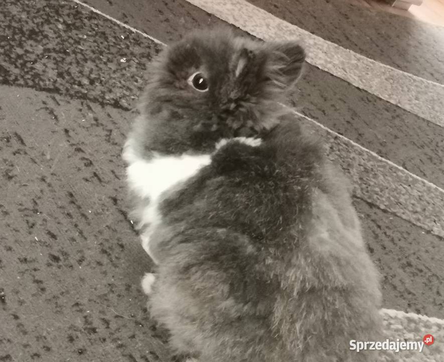 Sprzedam Królika Teddy Katowice sprzedam