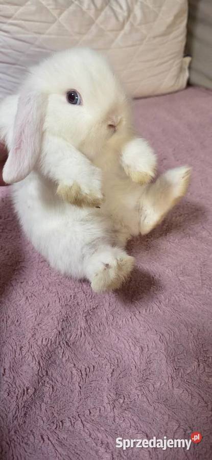 Króliczki Mini Lop Miejska Górka