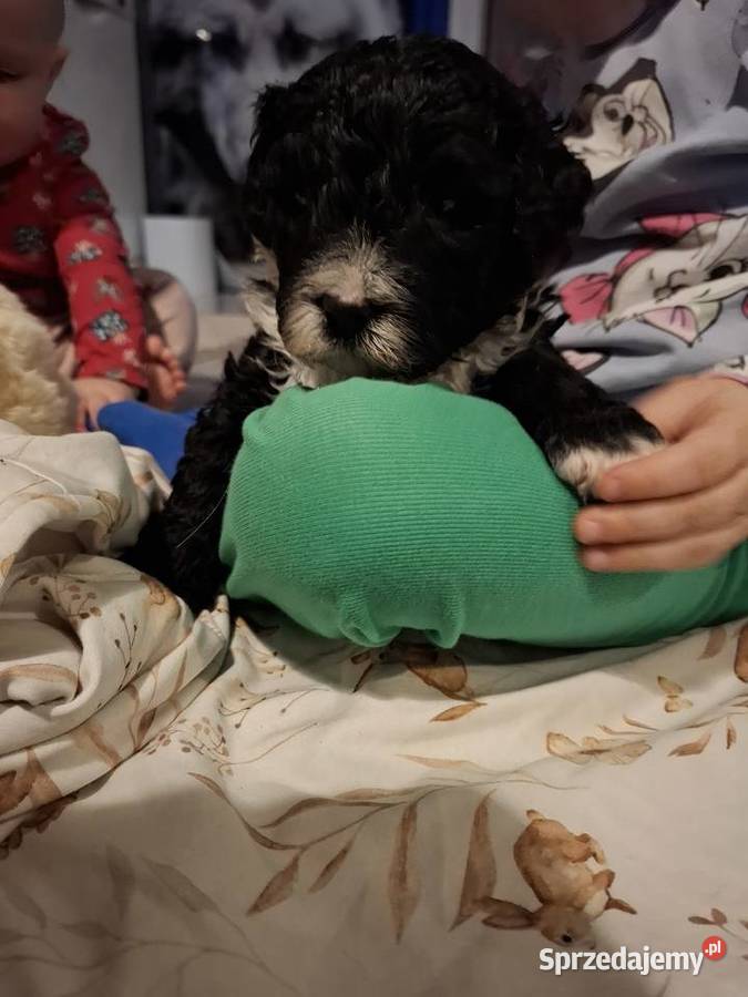 Portugalski pies dowodny szczenięta pieski sprzedam