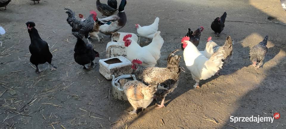 Sprzedam koguty z 25 roku Sobieska Wola Druga