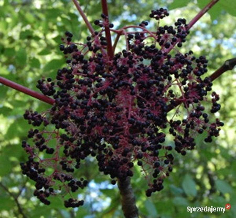 ARALIA JAPOŃSKA Aralia elata NASIONA 1000 sztuk kujawsko-pomorskie Lubanie