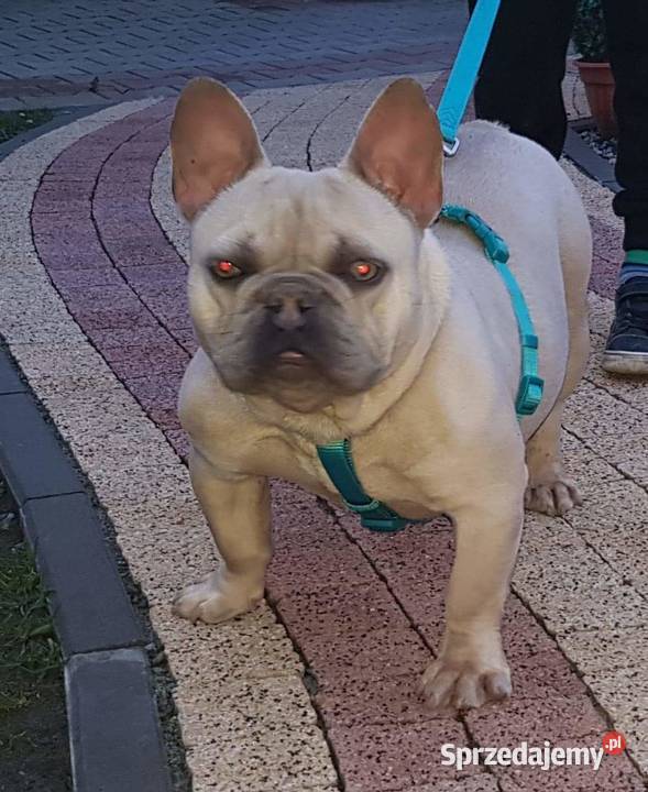 Buldog francuski niebieskie pieski Borzęcin