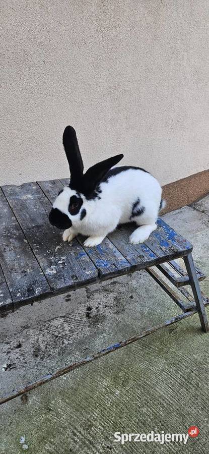 Samiec olbrzym srokacz czarny srokacz niemiecki małopolskie Miechów