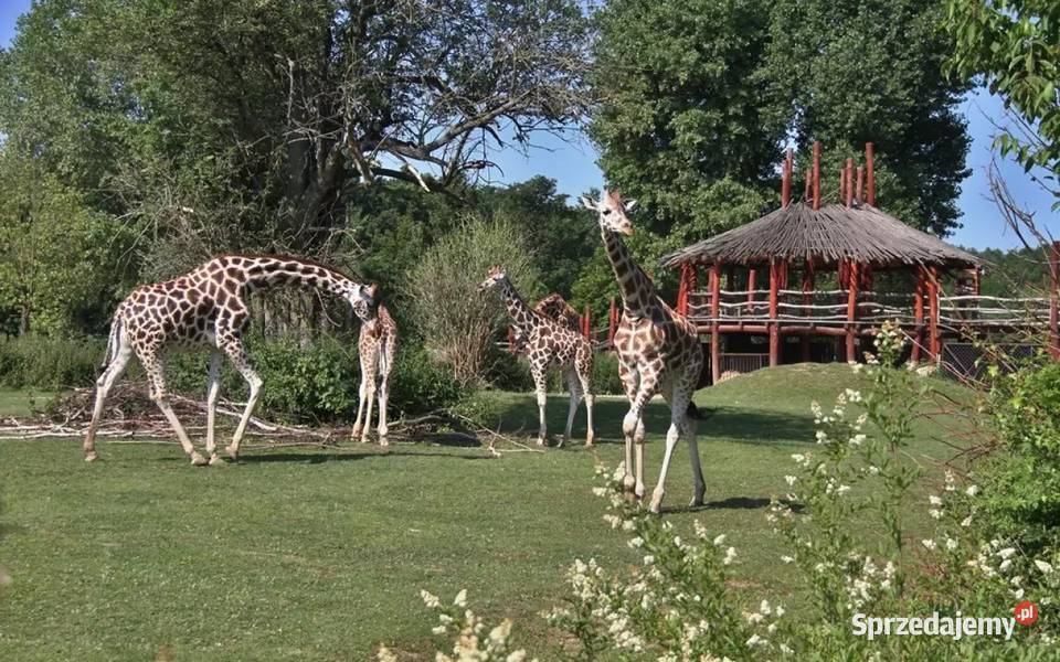 ZOO SAFARI BROUMOV I ADRSPAH Wyjazd z Nowego Nowy Sącz