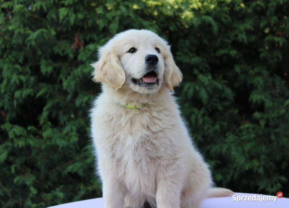 Golden Retriever szczeniaki