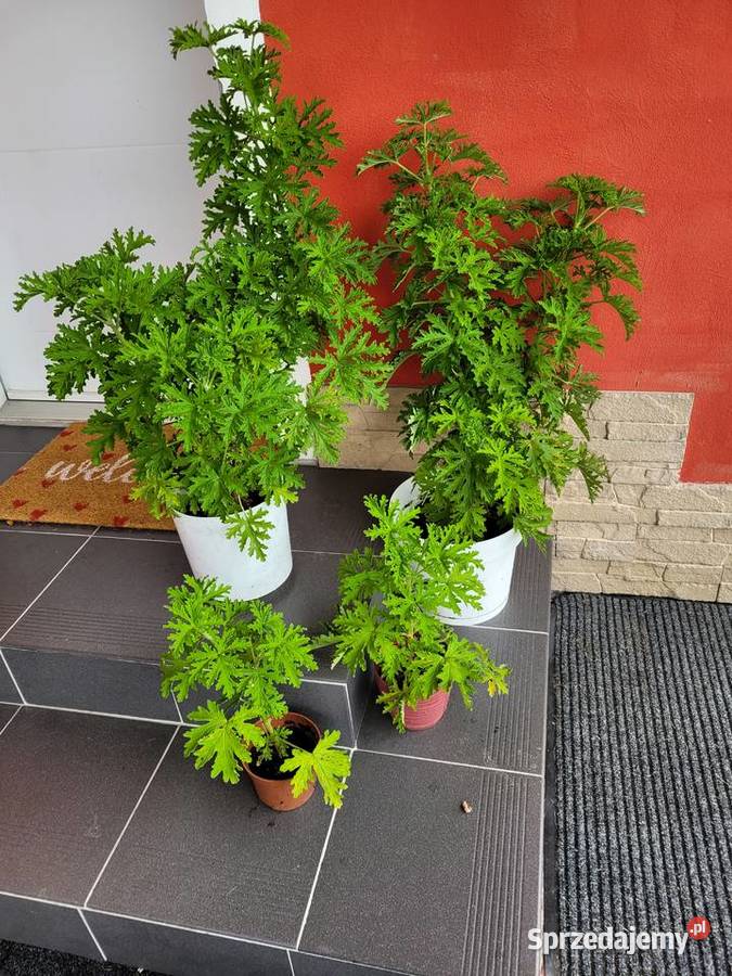 Anginowiec geranium Pelargonia pachnąca Roślina Zator
