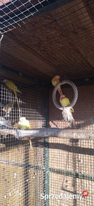 Księżniczka Wspaniała Walii śląskie Kłobuck