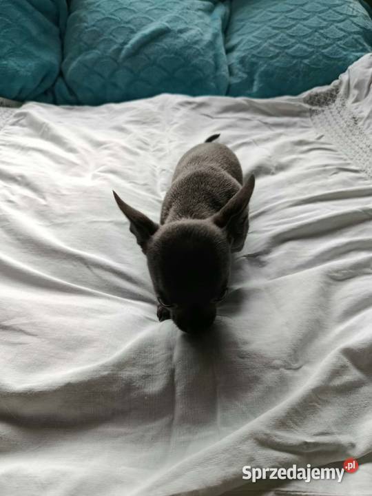 Śliczna szara suczka Chihuahua szuka kochającego Chihuahua Płońsk